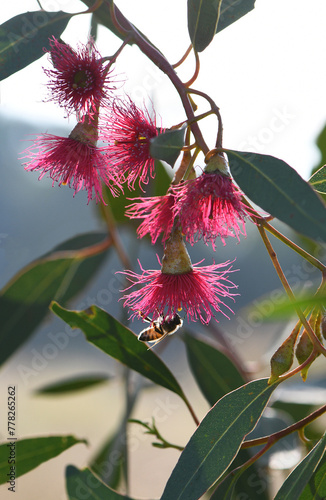 Backlit bee and pink blossoms of the Australian native Mugga or Red Ironbark Eucalyptus sideroxylon, family Myrtaceae, in central west NSW. Small to medium gum tree endemic to dry sclerophyll forest 