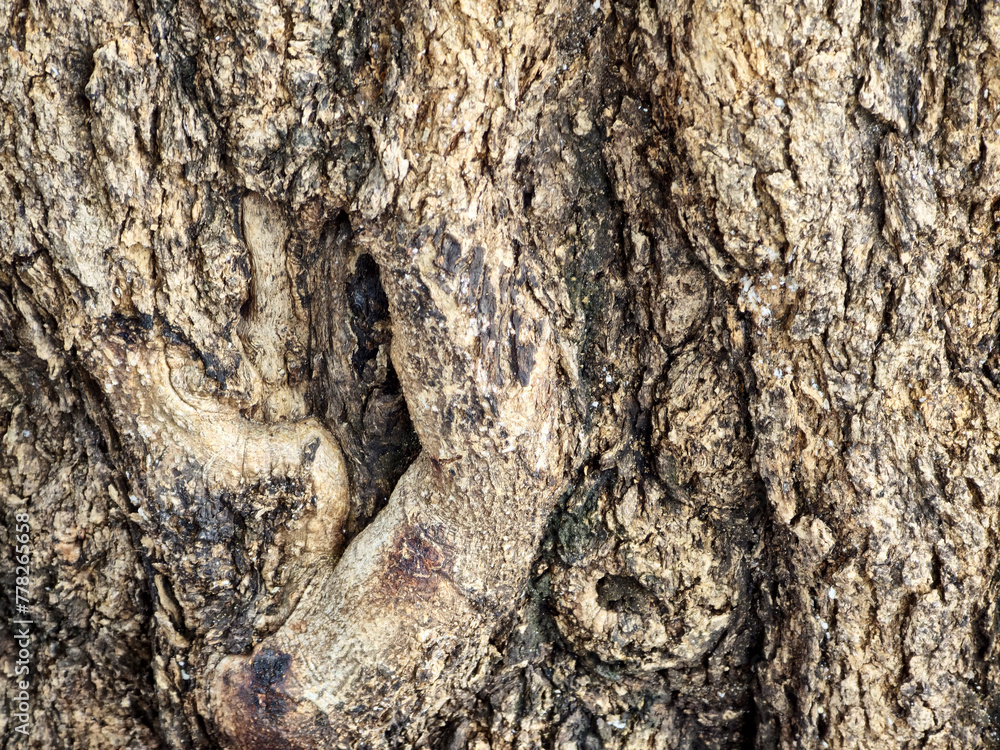 The surface of the bark of perennial trees is cream to brown, sometimes dark, sometimes light. There are wood grains or objects raised or attached to the surface The surface of the bark of perennial trees is cream to brown, sometimes dark, sometimes light. There are wood grains or objects raised or attached to the surface
