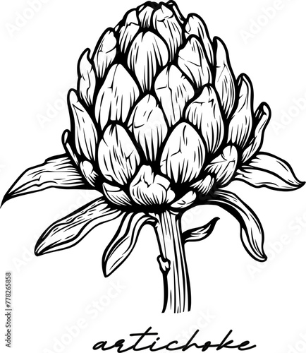Artichoke hand drawn vector illustration on white