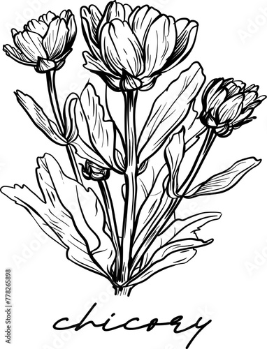 Chicory hand drawn vector illustration on white