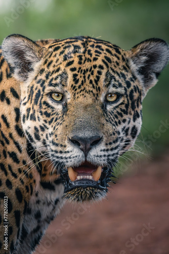 close up of a jaguar