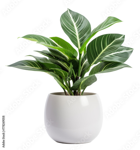 plant in pot isolated on transparent background