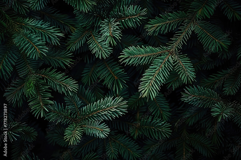 Emerald Canopy: Dense Pine Tree Branches in a Dark Green Forest