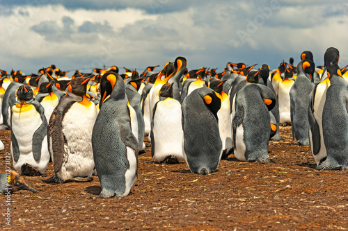 The Falklands are one of the best places in the world to view penguins in their natural environment photo