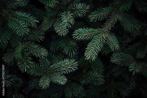 Emerald Canopy: Dense Pine Tree Branches in a Dark Green Forest