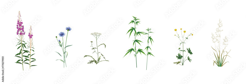 Naklejka premium Realistic drawings set of wild field, meadow, steppe (some medicinal) annuals and perennials, garden weeds - fireweed, cornflower, yarrow, cannabis, ranunculus, wild oat isolated on a white background