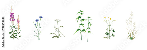 Realistic drawings set of wild field, meadow, steppe (some medicinal) annuals and perennials, garden weeds - fireweed, cornflower, yarrow, cannabis, ranunculus, wild oat isolated on a white background photo