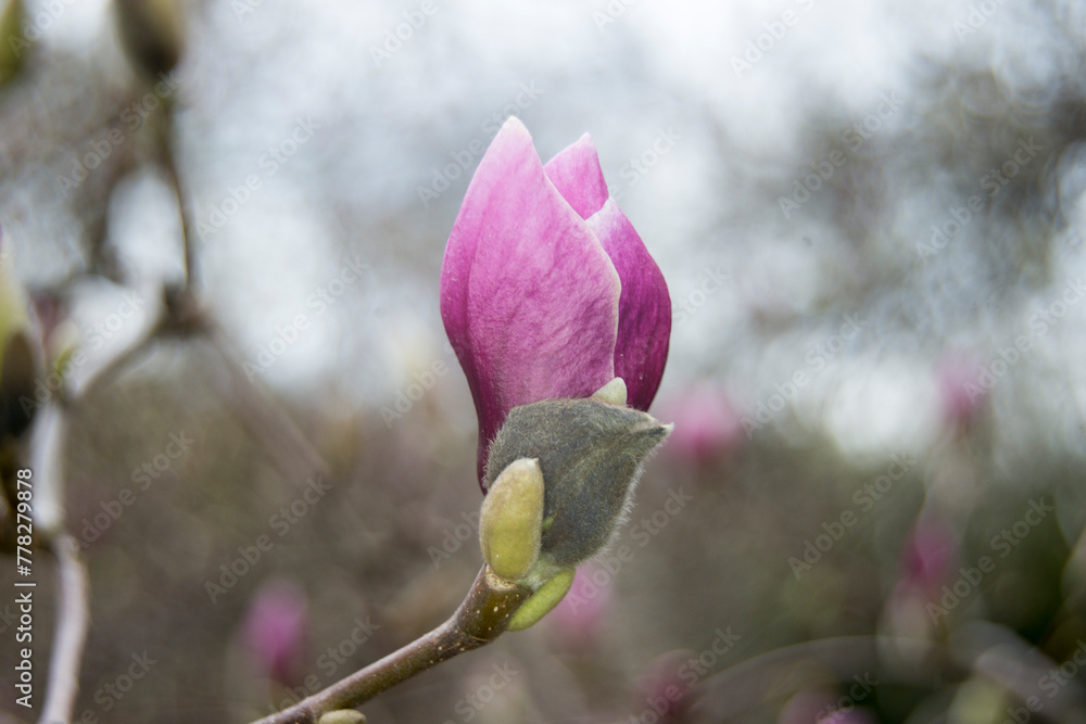 Fototapeta premium buds of magnolia