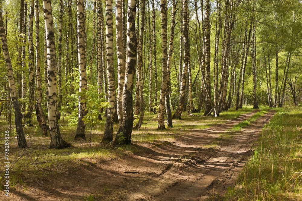 Naklejka premium Birch grove on a sunny summer day