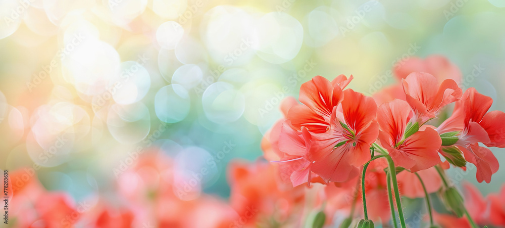 Red geranium flower background with copy space