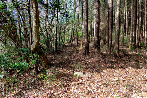 針葉樹林の中の山道