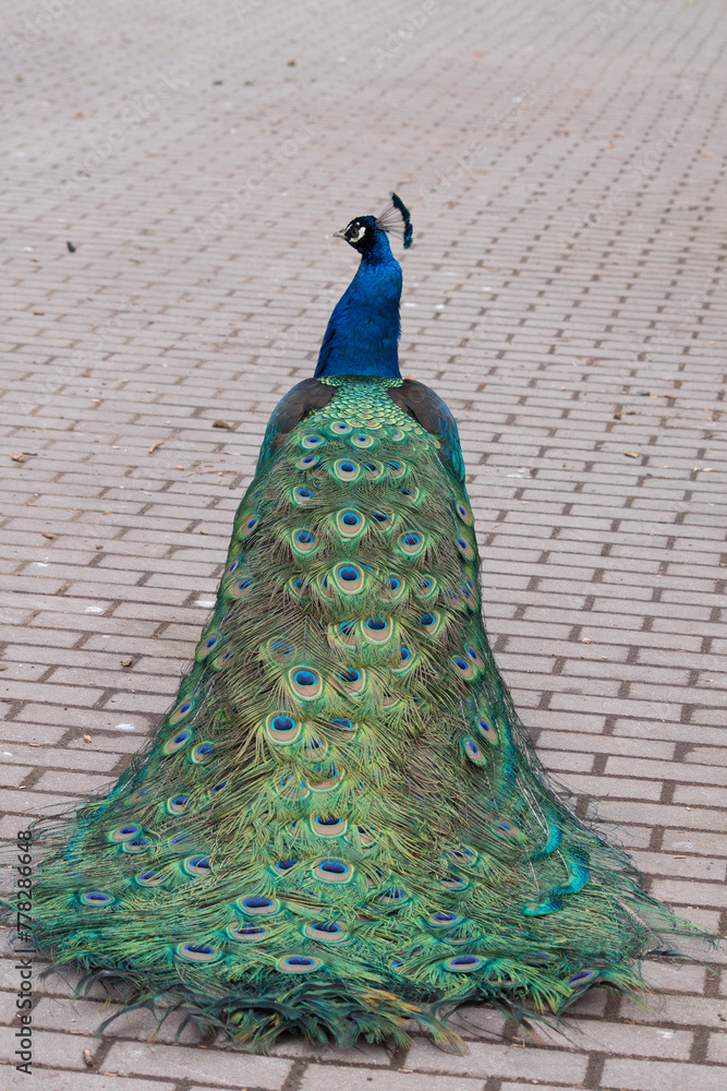 Obraz premium The Peacock (Pavo cristatus).