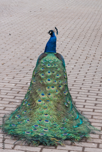 The Peacock (Pavo cristatus).