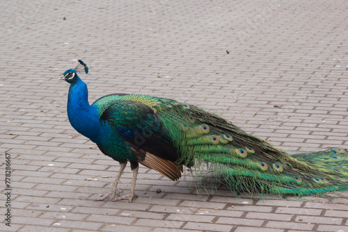 The Peacock (Pavo cristatus).