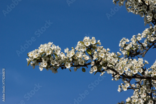 Apple  (Pyrus) tree flower buds