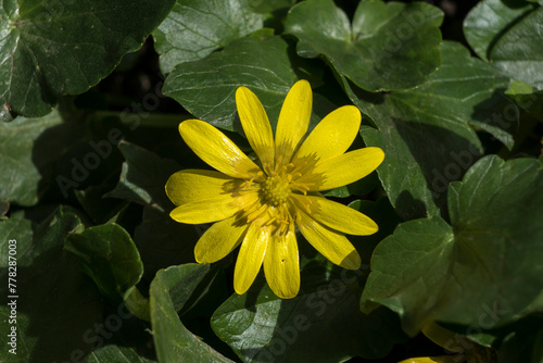 Ranunculus ficaria (Ranunculus ficaria).