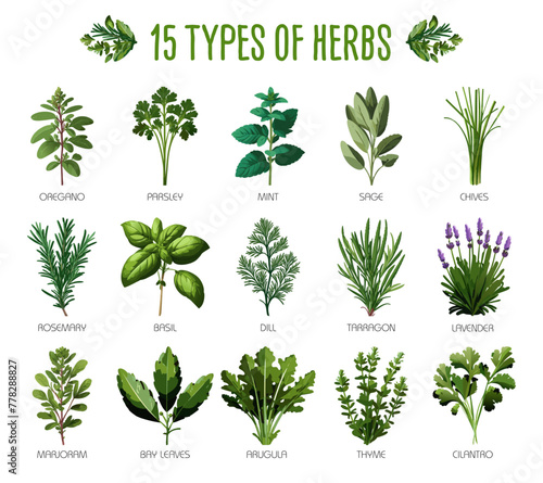 Set of fifteen types of herbs suitable for herbal shops, cuisine and healthy lifestyle concepts
