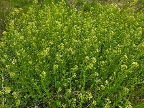 Botanical Beauty: Garlic Pennycress (Thlaspi alliaceum) in Full Bloom photo