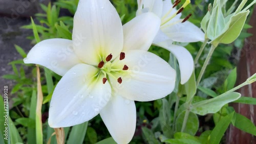 White Easter Lily flowers in garden. Lilies blooming. Blossom white Lilium Candidum in a summer. Garden Lillies with white petals. Large flowers in sunny day. Floral background.