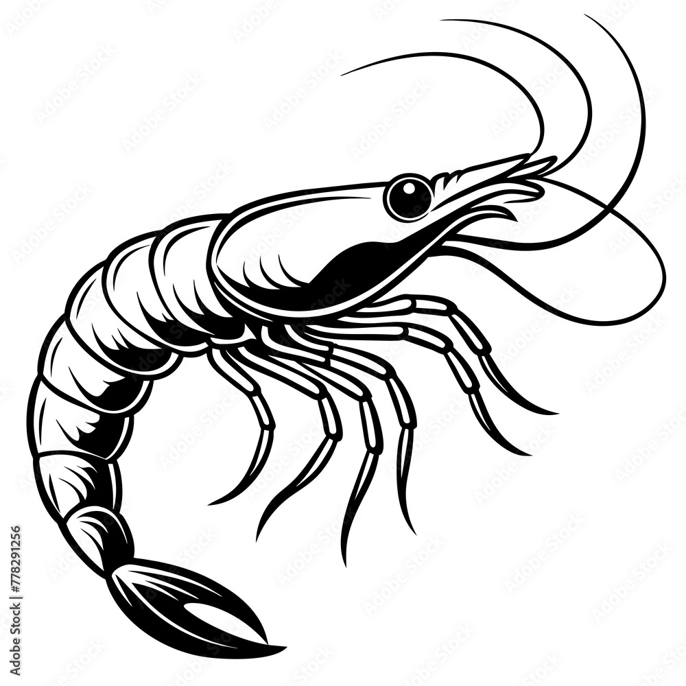 Shrimp vector illustration.
