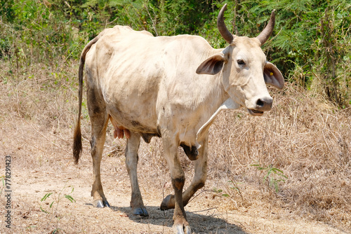 herd of cows grazing in the pasture. cow farm.