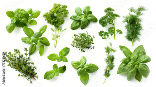 Green herbs set on white background. Rosemary, mint, oregano, basil, sage, parsley, dill, leaves. Herbal seasoning ingredients for cooking.