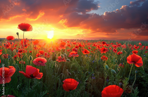 A field of vibrant red poppies under the glow of an enchanting sunset  creating a picturesque scene that captures nature s beauty in all its glory