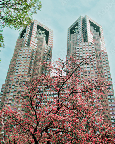 Cherry Blossom blooming infront of the Tokyo Metropolitan Government Building
