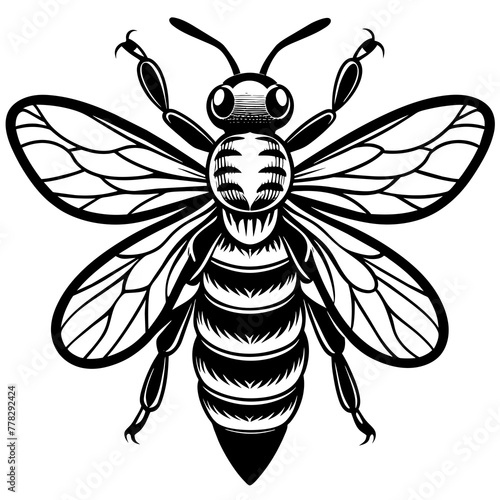           Asian giant hornet bee vector illustration.
