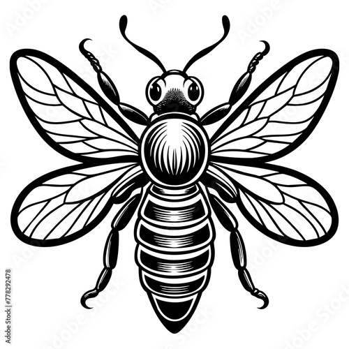           Asian giant hornet bee vector illustration.
