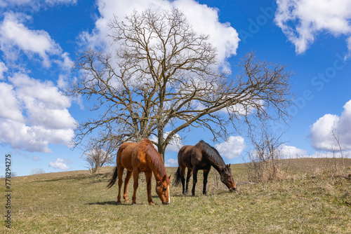 Two Thoroughbred horses in a grazing in a pasture in the early spring with a large oak tree, blue sky, and large white clouds. 