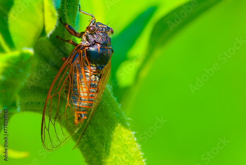 closeup huge cicada sit ol the plant stem