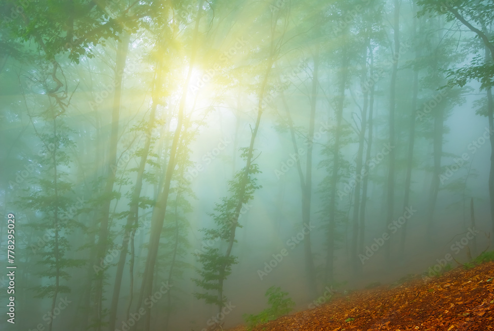 misty forest on mount slope in light of sparkle sun