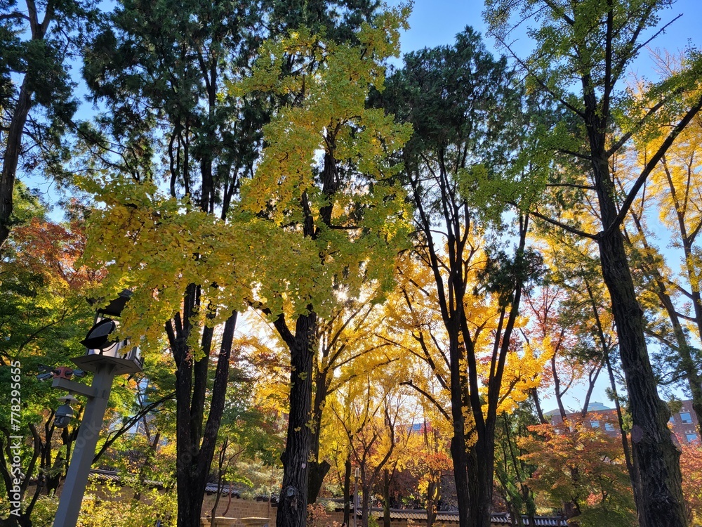 autumn in the park