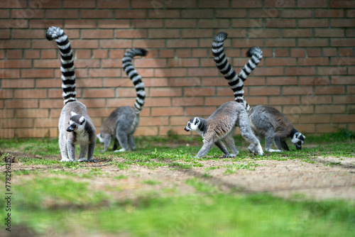 Family of ringtailed lemur, Lemur catta walking on ground with their tails up in Dendrological Park in Shekvetili, Adjara Georgia photo
