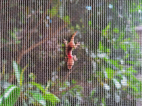 A Little Gecko Sitting on a Mosquito Net