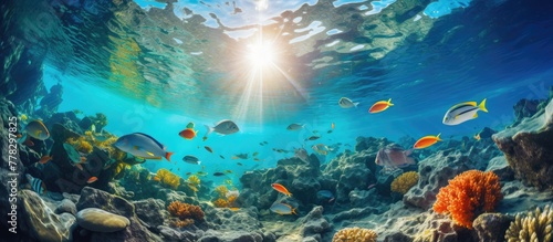 underwater photography. beautiful underwater landscape with various kinds of fish swimming looking for food photo