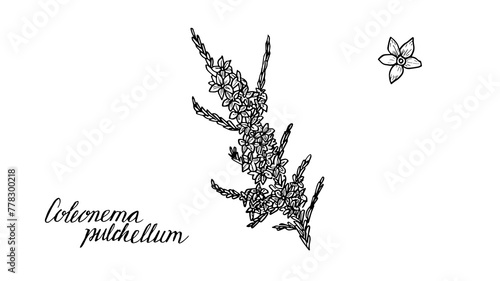 Collection of vintage confetti bush painted in a linear style is a hand drawn botanical black and white illustration. The medicinal plant is used in alternative medicine and homeopathy.