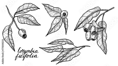 Set of Corymbia ficifolia linearis drawing in a linear style is a hand-drawn botanical black and white illustration. The medicinal plant is used in alternative medicine and homeopathy.