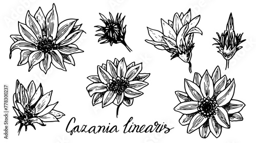 Set of vintage Gazania linearis drawing in a linear style is a hand-drawn botanical black and white illustration. The medicinal plant is used in alternative medicine and homeopathy.