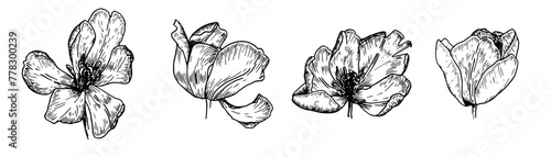 Collection of vintage tulips painted in a linear style is a hand drawn botanical black and white illustration for the design of wedding invitations, greeting cards and festive packaging.