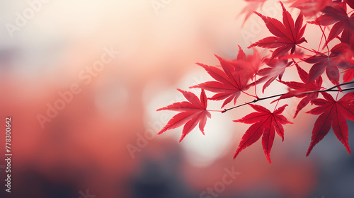 Autumn maple leaves scenery