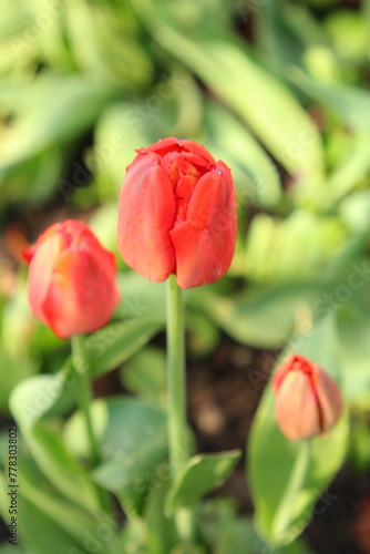 A close up of a flower