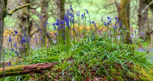 Bluebell Wood, Craig Dunain, Inverness, Scotland, UK photo