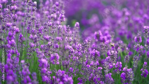 Purple lavender flowers field. Natural background, slow motion.