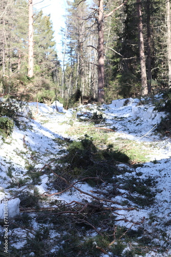 Forest felling, Forest being cut down. © Svetlana