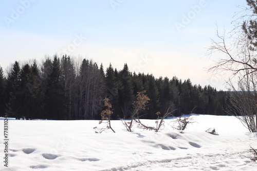 witer forest. Snow and trees. photo