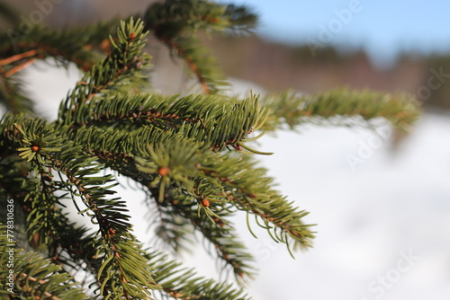 Spruce twig on a sunny winter day. Christmas ornament.