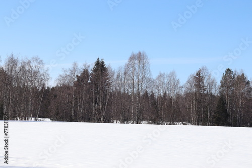 winter landscape with trees