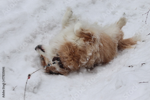 Dog rolling in snow.  Dog playing in snow. © Svetlana